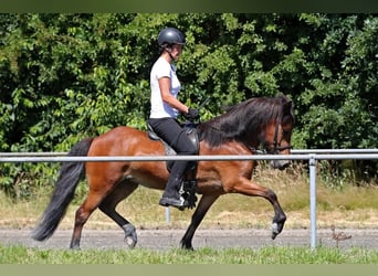 Islandais, Jument, 10 Ans, 138 cm, Bai cerise