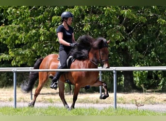 Islandais, Jument, 10 Ans, 138 cm, Bai cerise