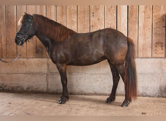 Islandais, Jument, 10 Ans, 138 cm, Noir