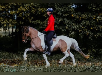 Islandais, Jument, 10 Ans, 140 cm, Pinto