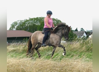 Islandais, Jument, 10 Ans, 142 cm, Isabelle