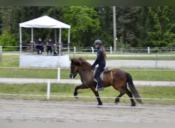 Islandais, Jument, 10 Ans, 143 cm