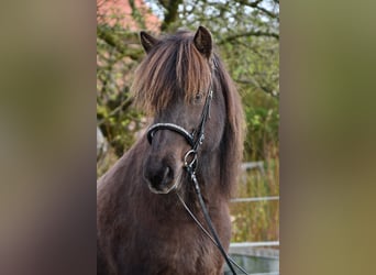 Islandais, Jument, 11 Ans, 139 cm, Bai brun