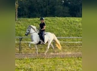 Islandais, Jument, 11 Ans, 139 cm, Peut devenir gris