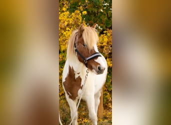 Islandais, Jument, 11 Ans, 139 cm, Pinto
