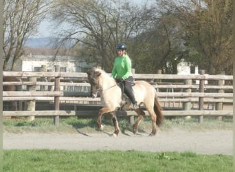 Islandais, Jument, 11 Ans, 140 cm, Isabelle