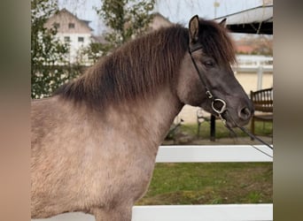 Islandais, Jument, 11 Ans, 141 cm, Isabelle