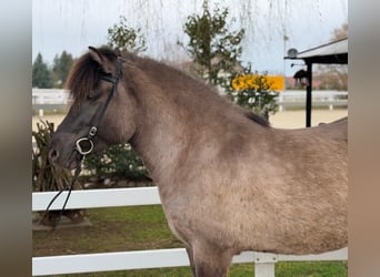 Islandais, Jument, 11 Ans, 141 cm, Isabelle