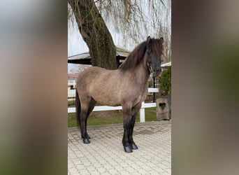 Islandais, Jument, 11 Ans, 141 cm, Isabelle