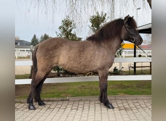 Islandais, Jument, 11 Ans, 141 cm, Isabelle
