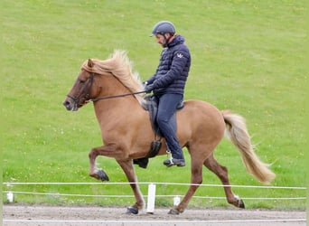 Islandais, Jument, 11 Ans, 143 cm, Alezan dun