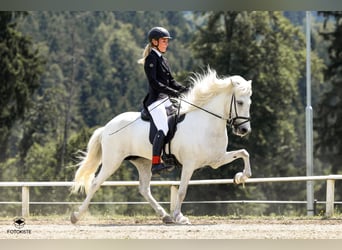 Islandais, Jument, 11 Ans, 145 cm, Gris