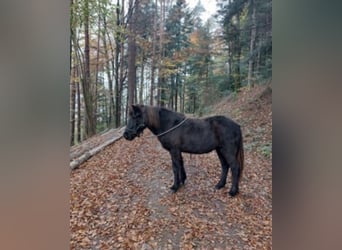 Islandais, Jument, 11 Ans, Noir