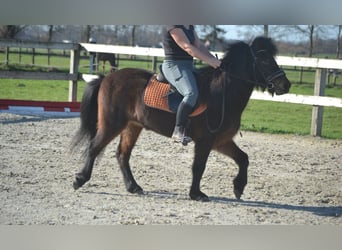 Islandais, Jument, 12 Ans, 130 cm, Bai