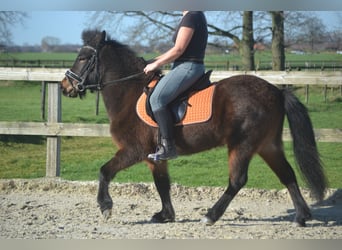 Islandais, Jument, 12 Ans, 130 cm, Bai