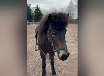 Islandais, Jument, 12 Ans, 139 cm, Bai