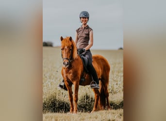 Islandais, Jument, 12 Ans, 142 cm, Alezan