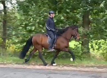 Islandais, Jument, 12 Ans, 142 cm, Bai