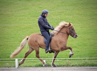 Islandais, Jument, 12 Ans, 143 cm, Alezan dun