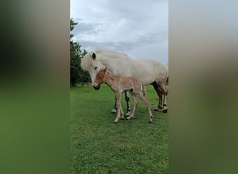 Islandais, Jument, 12 Ans, 144 cm, Gris