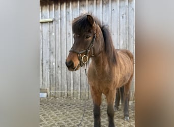 Islandais, Jument, 12 Ans, 145 cm, Bai brun