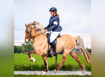 Islandais, Jument, 12 Ans, 145 cm