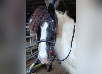 Islandais, Jument, 13 Ans, 136 cm, Pinto