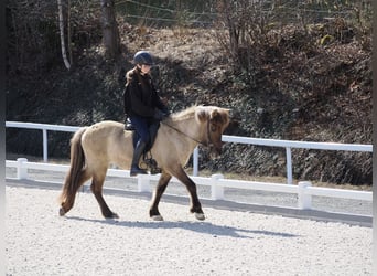 Islandais, Jument, 13 Ans, 138 cm, Isabelle