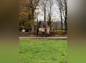 Islandais, Jument, 13 Ans, 139 cm, Buckskin