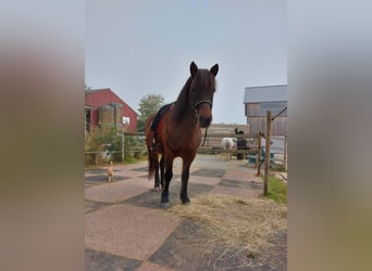 Islandais, Jument, 13 Ans, 140 cm, Bai