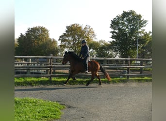 Islandais, Jument, 13 Ans, 140 cm, Bai