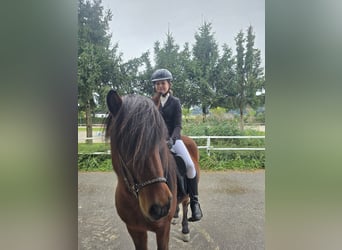 Islandais, Jument, 13 Ans, 140 cm, Bai