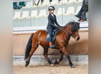 Islandais, Jument, 13 Ans, 140 cm, Bai