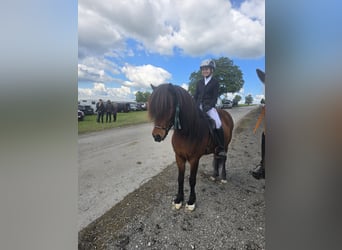 Islandais, Jument, 13 Ans, 140 cm, Bai