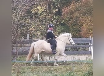 Islandais, Jument, 13 Ans, 140 cm, Gris