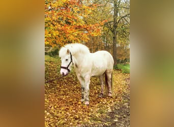 Islandais, Jument, 13 Ans, 140 cm, Gris