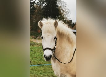 Islandais, Jument, 13 Ans, 140 cm, Gris