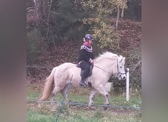 Islandais, Jument, 13 Ans, 140 cm, Gris