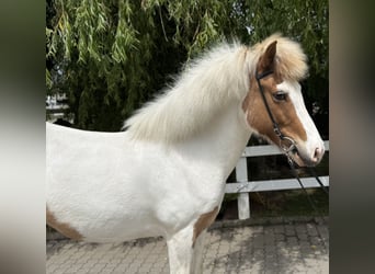 Islandais, Jument, 13 Ans, 142 cm, Pinto