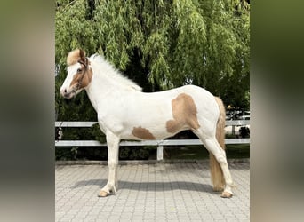 Islandais, Jument, 13 Ans, 142 cm, Pinto