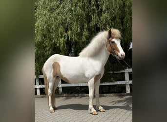 Islandais, Jument, 13 Ans, 142 cm, Pinto