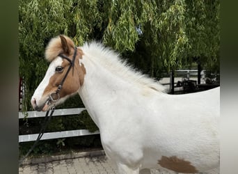 Islandais, Jument, 13 Ans, 142 cm, Pinto