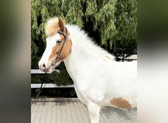 Islandais, Jument, 13 Ans, 142 cm, Pinto