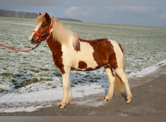 Islandais, Jument, 13 Ans, Pinto