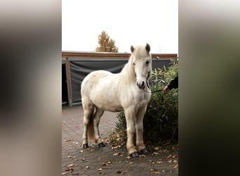 Islandais, Jument, 14 Ans, 138 cm, Gris