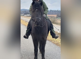 Islandais, Jument, 14 Ans, 138 cm, Noir