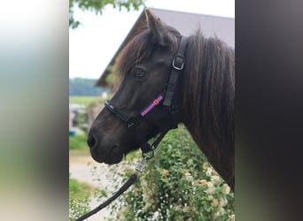 Islandais, Jument, 14 Ans, Noir