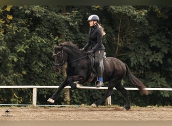 Islandais, Jument, 14 Ans, Noir