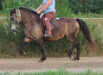 Islandais, Jument, 15 Ans, 142 cm, Buckskin