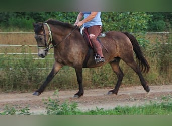 Islandais, Jument, 15 Ans, 142 cm, Buckskin